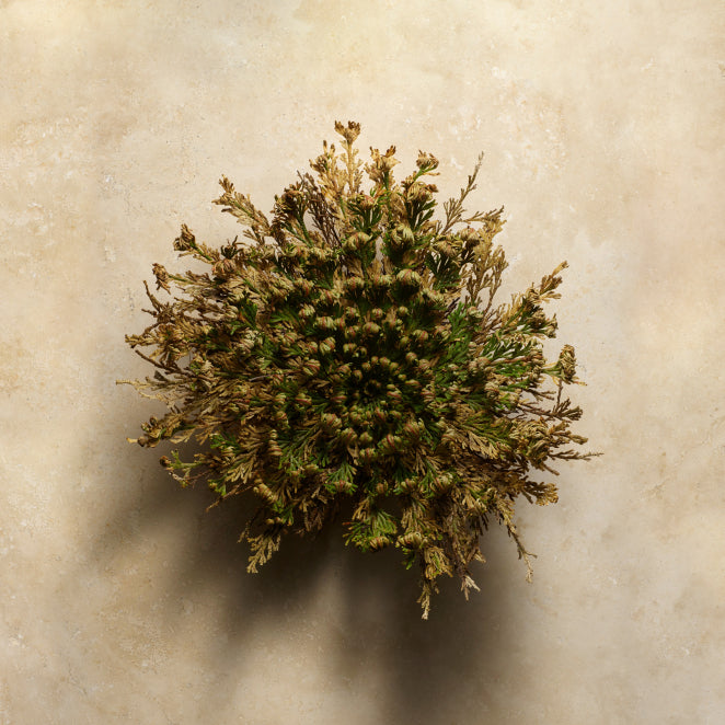 rose of jericho
