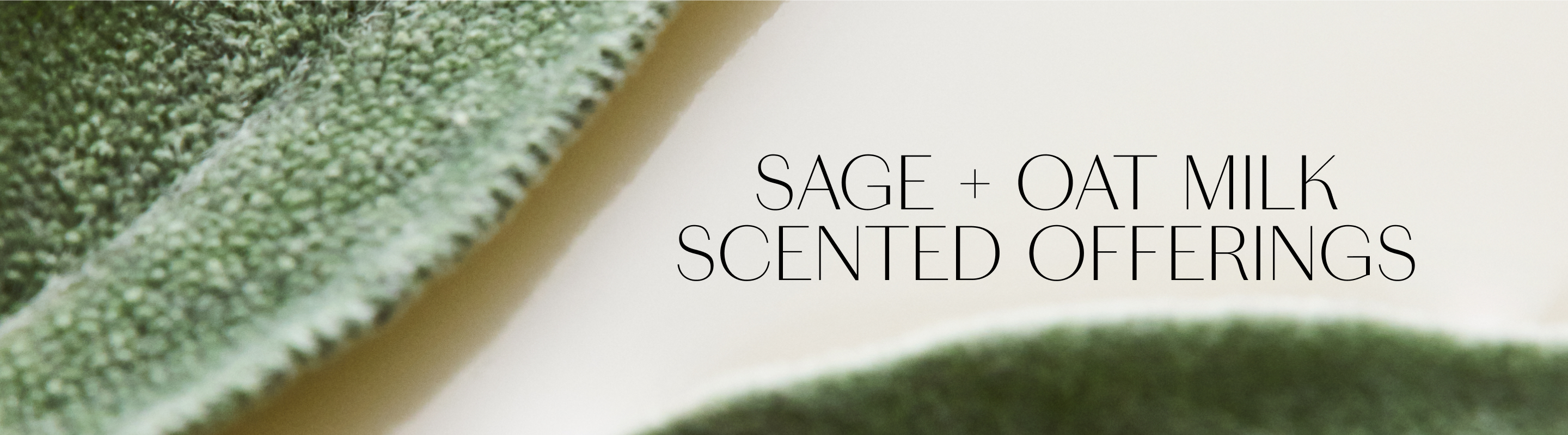 Sage+ Oat Milk
