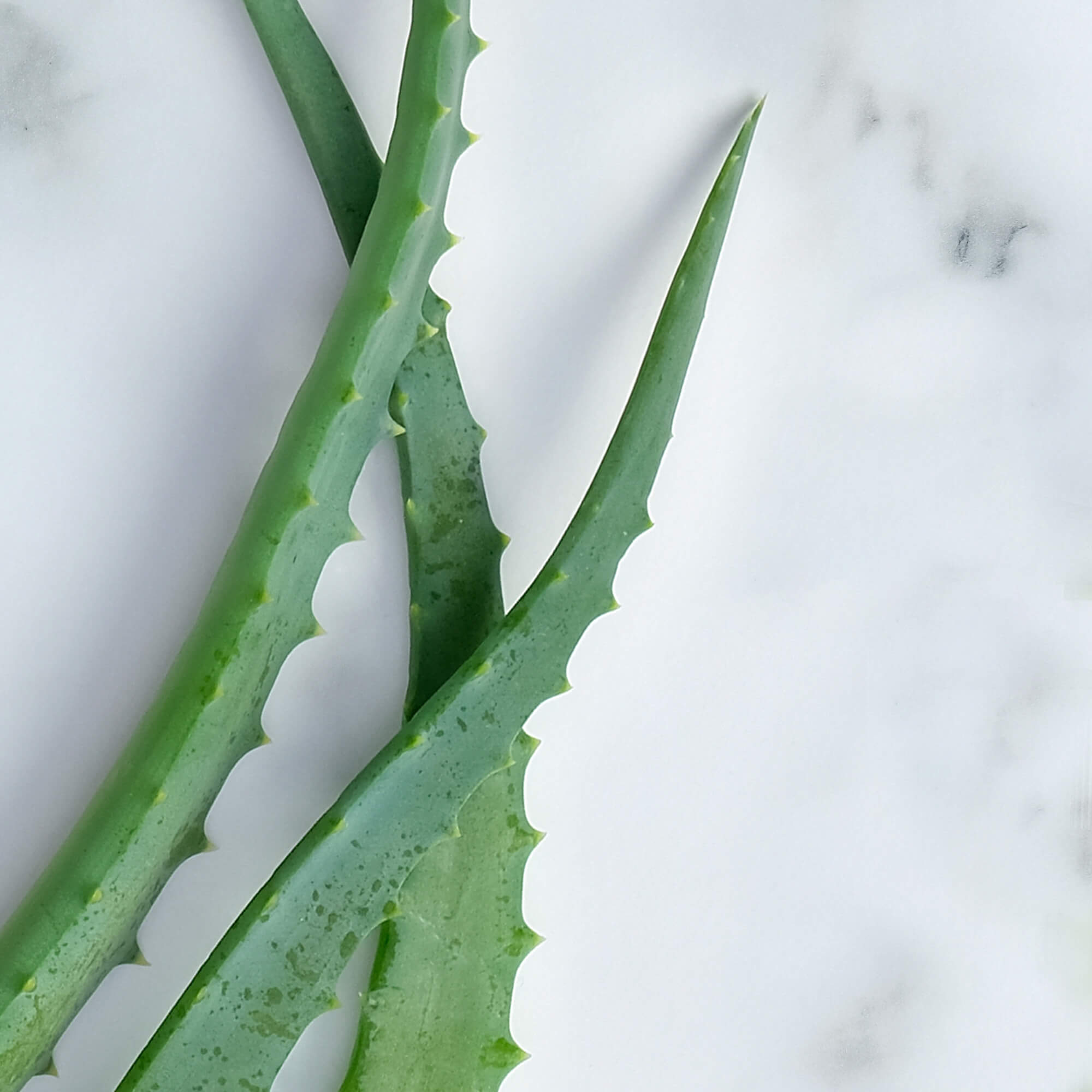 Aloe