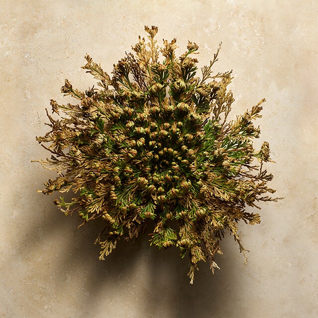 Rose of Jericho